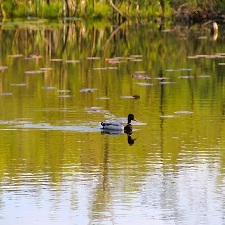 Ferienhaus In With Parking Space *